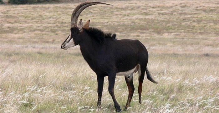 PublicDomainPictures via