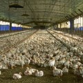 US senators concerned with SA's failure to meet US Poultry imports deadline