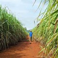 State mulls drought relief for sugarcane farmers