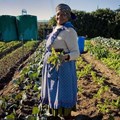 Rural Development and Land Reform approves land for farm workers, agriculture graduates, youth, and women