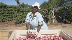 The massive potential of exports to unlock growth in agricultural output