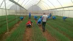 Chives open up export market for Nakuru farmers