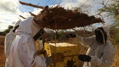 Beehive fences in Kenya fend off elephants