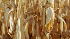 [Earth Focus] The future of food