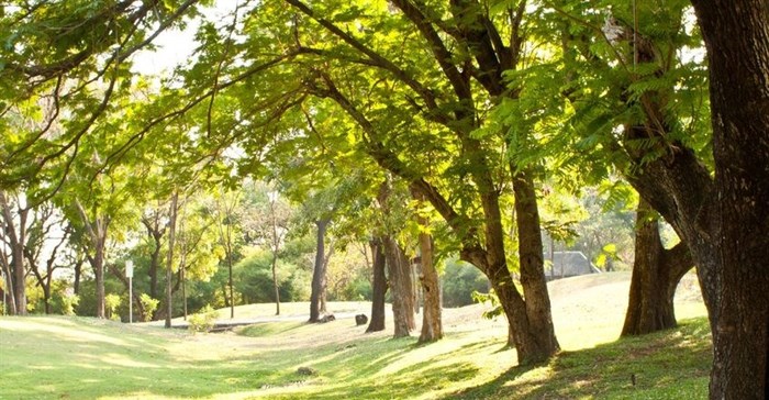 Can trees really cool our cities down?