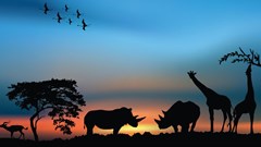 Data safari: Mapping emerging Africa's analytics