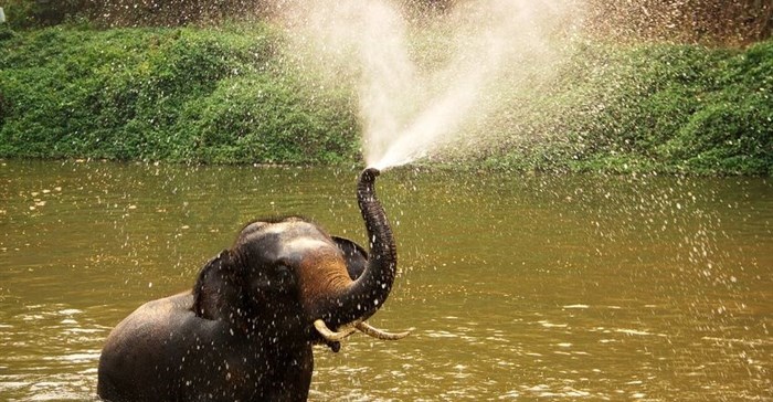 The elephants and me