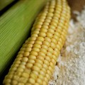 SA to import maize after driest season in 100 years