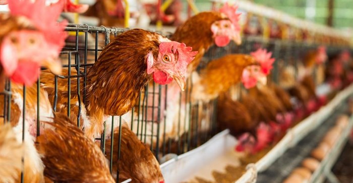 US poultry exports exempt from Indiana avian flu outbreak