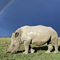A Southern white rhinoceros is seen at Ol Pejeta Conservancy, Kenya © naturepl.com / Mark Carwardine / WWF