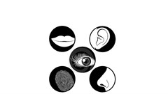 Royalty free © Sirup