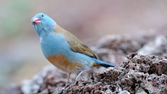 Is Twitter the blue bird of happiness? © Nadezhda Tarasevich –