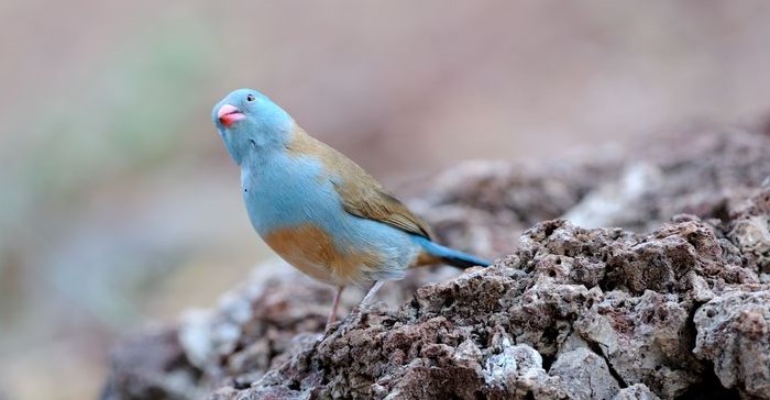 Is Twitter the blue bird of happiness? © Nadezhda Tarasevich –