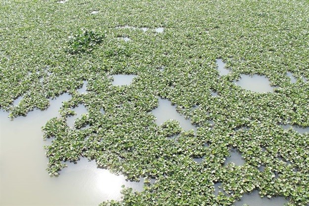 ‘Algae can trigger diseases’ © RUPA GHOSH –