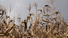 Zimbabwe appeals for $1.5bn to prevent starvation