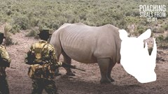 #DesignMonth: Student concept used in WildAid video