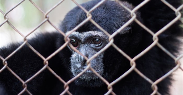 Social media threat to wildlife