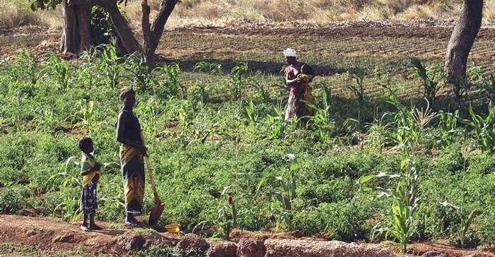 How to adapt to beat crippling droughts