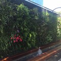 Living wall installed at The Zone @ Rosebank