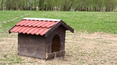 [Orchids & Onions] Joburg in dog box, but Tshwane delivers