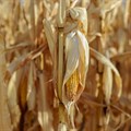 New project helps African farmers address stresses in maize farming