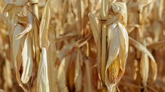 New project helps African farmers address stresses in maize farming