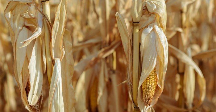 New project helps African farmers address stresses in maize farming
