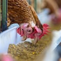 Call for steps against duty-free European chicken