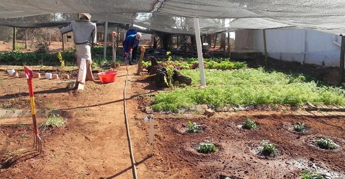 Clover's 'Mamas' keeping folk healthy