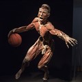 Body Worlds Vital exhibition to come to Cape Town