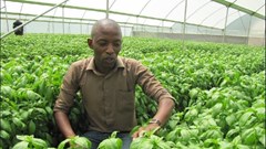 Simon Andys, founder of Premier Seeds, inspects basil in one of the greenhouses.