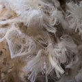 Wool market 2.5% lower