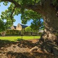 Vergelegen homestead with camphor tree in foreground