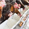 McDonald's under pressure to commit to cruelty-free eggs