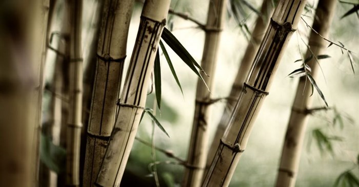 Bamboo: Africa's untapped potential