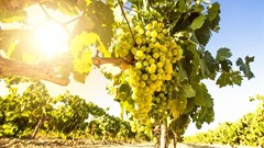 #WeeklyWineWrap: Smaller SA harvest to result in intensely flavoured 2016 vintages