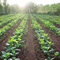 Is food security and tobacco growing incompatible in Africa?