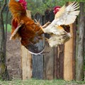 Feathers fly in chicken war