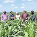 Lambasi Chief Mthuthuzeli Makwedini, Technoserve intern Kamvalethu Hoyi, business advisor Jabulile Sithole, Eastern Cape Rural Development and Agrarian Reform MEC, Mlibo Qobohiyane and Technoserve intern Siyabonga Mbuzwa at a maize plantation in Lambasi. Picture sourced from