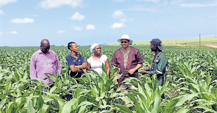 Lambasi Chief Mthuthuzeli Makwedini, Technoserve intern Kamvalethu Hoyi, business advisor Jabulile Sithole, Eastern Cape Rural Development and Agrarian Reform MEC, Mlibo Qobohiyane and Technoserve intern Siyabonga Mbuzwa at a maize plantation in Lambasi. Picture sourced from