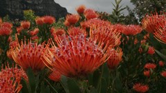 Flower show for Africa