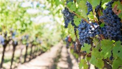 #weeklywinewrap: Smart Agri climate change action plan addresses extreme weather events