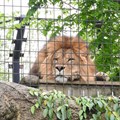 In defence of zoos: how captivity helps conservation