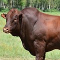 Lot 6 bull