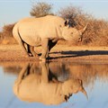 Moratorium on rhino horn trade reinstated