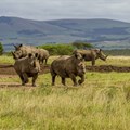 Collaboration to benefit wildlife of Tala Game Reserve