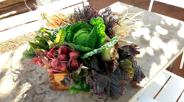 The bounty of Babylonstoren