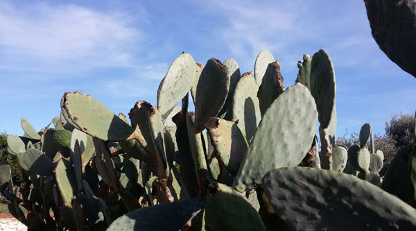 The bounty of Babylonstoren