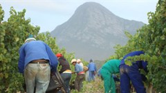 #WeeklyWineWrap: SA wine industry could add 100,000+ jobs by 2025