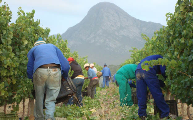 #WeeklyWineWrap: SA wine industry could add 100,000+ jobs by 2025
